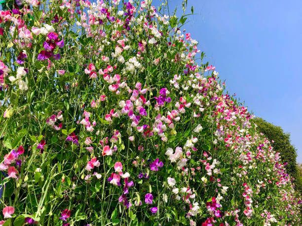 Semillas Mixtas de Lathyrus Latifolius Semillas de Jardín Orgánicas para Siembra, Heredadas, Sin OMG, Alta Germinación