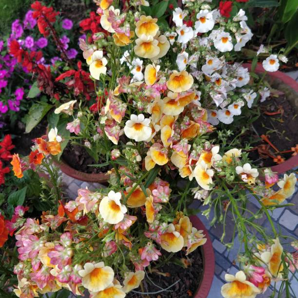 Mix Cheiranthus Flower Seeds – Heirloom, Non-GMO, High Germination Seeds for Planting