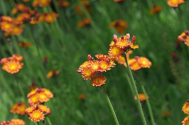 Orange Hieracium Aurantiacum Flower Seeds – Heirloom, Non-GMO Seeds