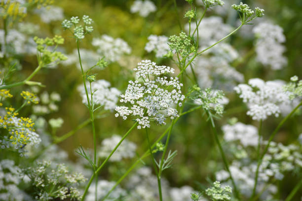 White Caraway Plant Seeds for Planting – Heirloom Non-GMO High Germination Organic Garden Seeds
