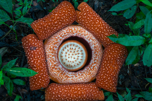 Semillas de flores de Rafflesia naranja, reliquia, sin OMG, alta germinación, semillas de jardín orgánicas para sembrar