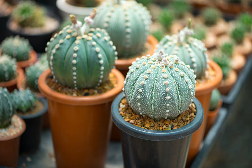 Astrophytum Flower Seeds for Planting – Heirloom Non-GMO High Germination Organic Garden Seeds
