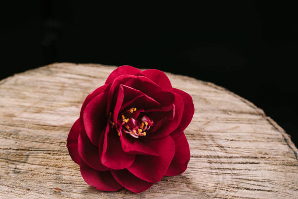 Perennial Camellia Flower Seeds Maroon – Heirloom, Non-GMO, High Germination Seeds