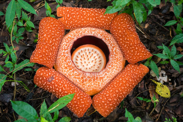 Semillas de flores de Rafflesia naranja, reliquia, sin OMG, alta germinación, semillas de jardín orgánicas para sembrar