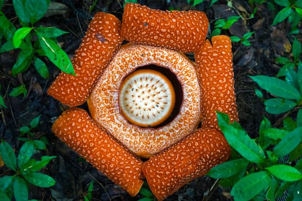 Semillas de flores de Rafflesia naranja, reliquia, sin OMG, alta germinación, semillas de jardín orgánicas para sembrar