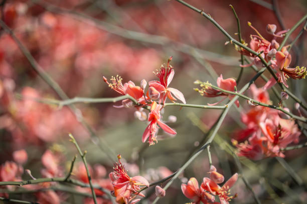 Red Parkinsonia Flower Seeds – Heirloom, Non-GMO, High Germination Seeds