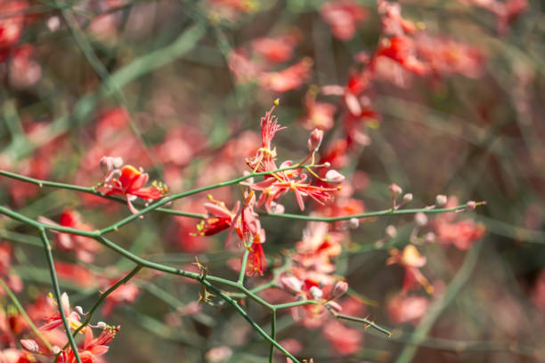 Red Parkinsonia Flower Seeds – Heirloom, Non-GMO, High Germination Seeds
