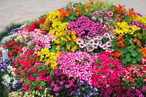 Mix Geranium Flower Seeds – Heirloom, Non-GMO, High Germination Seeds