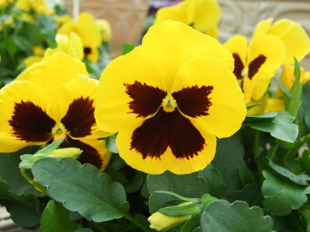Pansy Flower Seeds Yellow Marron – Heirloom, Non-GMO, High Germination Seeds