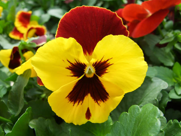 Yellow Maroon Pansy Flower Seeds – Heirloom, Non-GMO, High Germination Seeds