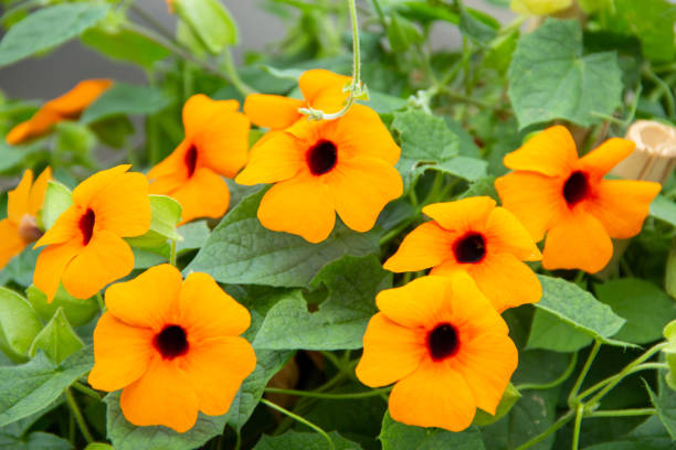 Orange Thunbergia Flower Seeds – Heirloom, Non-GMO, High Germination Seeds
