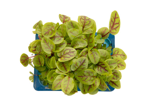 French Sorrel Herb Seeds – Heirloom Non-GMO High Germination Seeds for Planting