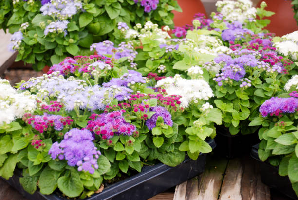 Mixed Ageratum Flower Seeds – Heirloom, Non-GMO, High Germination Seeds