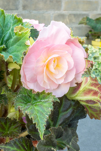 Pale Pink Begonia Flower Seeds for Planting – Heirloom Non-GMO High Germination Organic Seeds