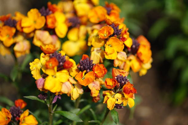 Mixed Cheiranthus Cheiri Flower Seeds – Heirloom, Non-GMO, High Germination Seeds