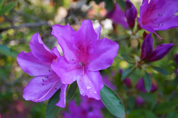 Azalea Flower Seeds Purple for Planting – Heirloom Non-GMO High Germination Organic Seeds