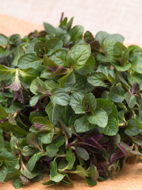 Army Green Mint Seeds – Heirloom &amp; Non-GMO Fresh &amp; Resilient Herb Seeds for Planting