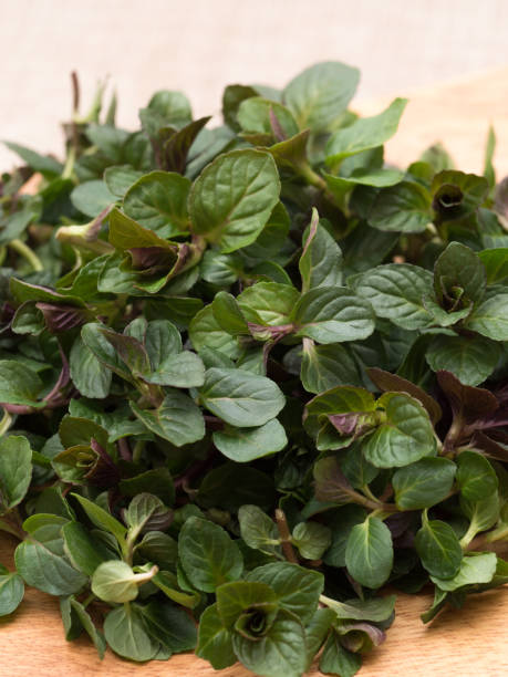 Army Green Mint Seeds – Heirloom &amp; Non-GMO Fresh &amp; Resilient Herb Seeds for Planting