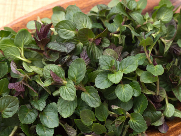 Army Green Mint Seeds – Heirloom &amp; Non-GMO Fresh &amp; Resilient Herb Seeds for Planting