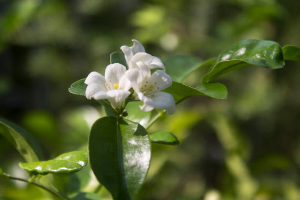 Murraya Flower Seeds White – Heirloom, Non-GMO, High Germination Seeds