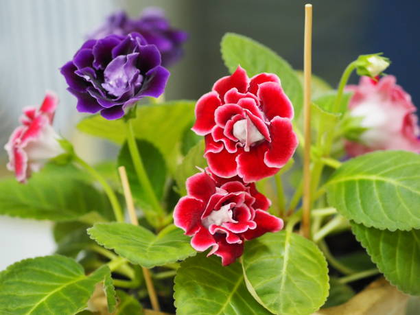Mixed Bonsai Gloxinia Flower Seeds – Heirloom, Non-GMO, High Germination Seeds