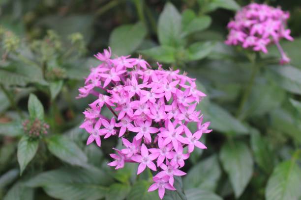 Pentas Flower Seeds Pink – Heirloom, Non-GMO, High Germination Seeds