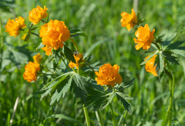 Orangene Trollblume Samen – Alte Sorte, gentechnikfrei, keimstark, Bio-Gartensamen zum Pflanzen
