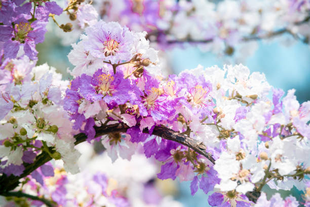 Mixed Lagerstroemia Flower Seeds – Heirloom Non-GMO High Germination Seeds