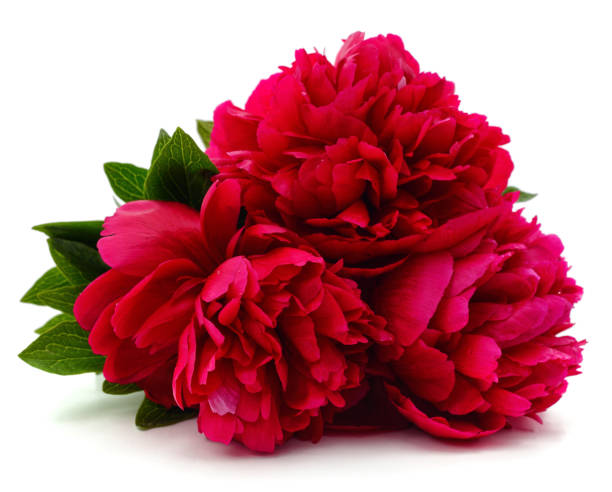 Red Peony Flower Seeds – Heirloom, Non-GMO, High Germination Seeds