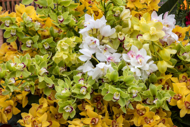 Mixed Climbing Cymbidium Flower Seeds – Heirloom, Non-GMO, High Germination Seeds