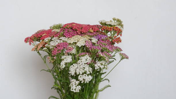 Semillas de Aquilea Ballerina Mixta – Herencia, No OGM, Alta Germinación