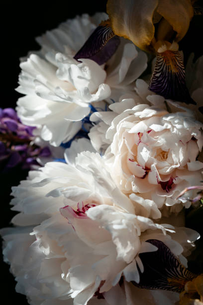 Peony Flower Seeds White – Heirloom, Non-GMO, High Germination Seeds for Planting