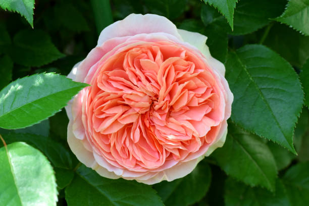 Peach Climbing Rose Flower Seeds – Heirloom, Non-GMO, High Germination Seeds