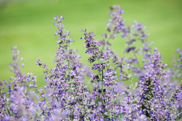 Lavender Catnip Plant Seeds for Planting – Heirloom Non-GMO High Germination Organic Garden Seeds
