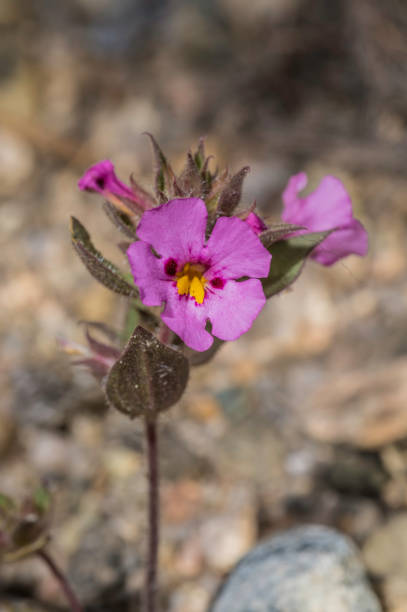 Pink Mimulus Flower Seeds – Heirloom, Non-GMO, High Germination Seeds