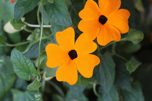 Orange Thunbergia Flower Seeds – Heirloom, Non-GMO, High Germination Seeds
