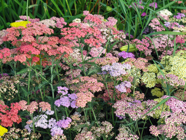 Mixed Achillea Ballerina Flower Seeds – Heirloom, Non-GMO, High Germination Seeds