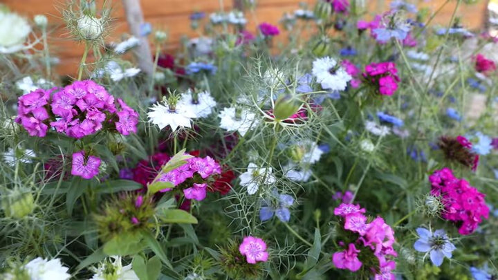 Mixed Nigella Damascena Flower Seeds – Heirloom, Non-GMO, High Germination Seeds
