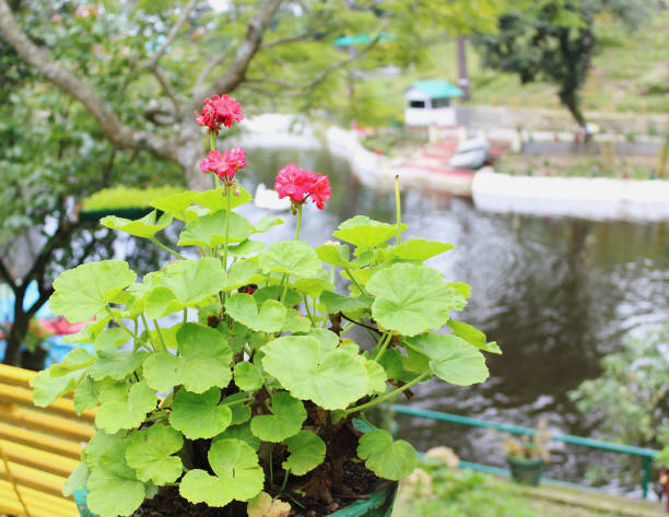 Rote Mini-Pelargonium-Blumensamen – Alte Sorte, gentechnikfrei, keimstark, Bio-Gartensamen zum Pflanzen
