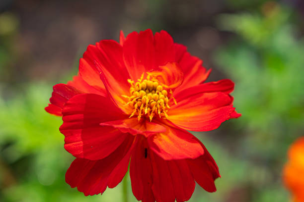 Generic Cosmos Flower Seeds Red – Heirloom, Non-GMO, High Germination Seeds