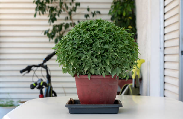 Greek Basil Seeds for Planting – Heirloom &amp; Non-GMO Herb Garden Essential Seeds High Germination Organic Garden Seeds