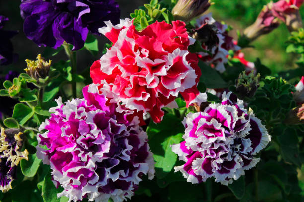 Mix Double Petunia Flower Seeds – Heirloom, Non-GMO, High Germination Seeds