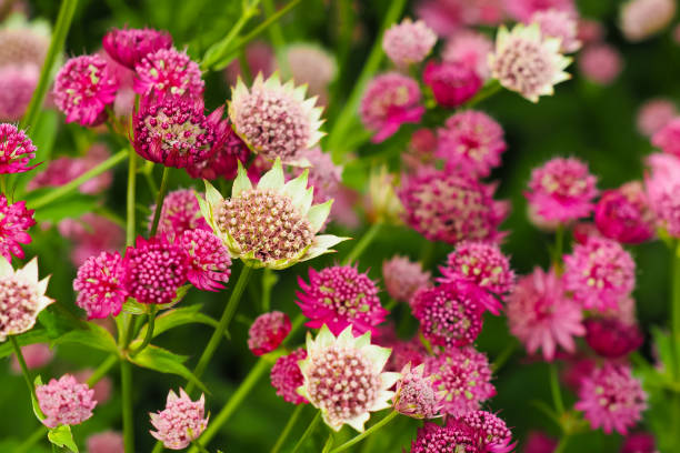 Gemischte Sterndolde Blumensamen – Alte Sorte, gentechnikfrei, keimstark