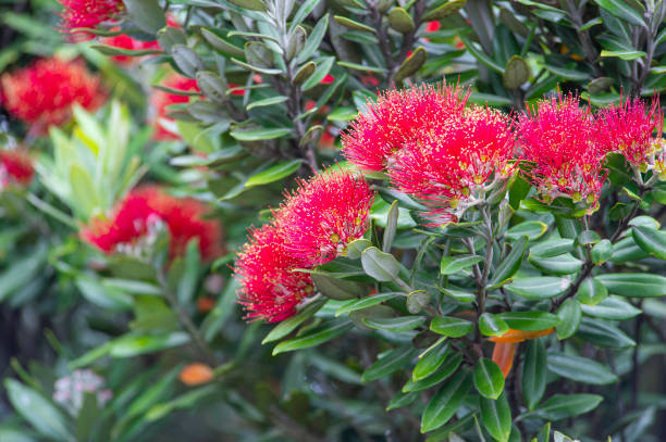 Myrtle Flower Seeds Red – Heirloom, Non-GMO, High Germination Seeds