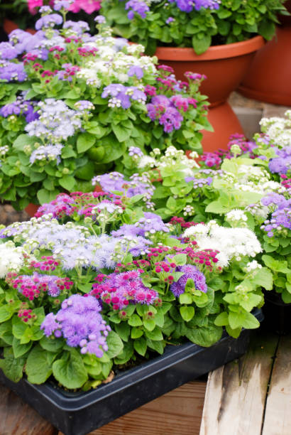 Mixed Ageratum Flower Seeds – Heirloom, Non-GMO, High Germination Seeds