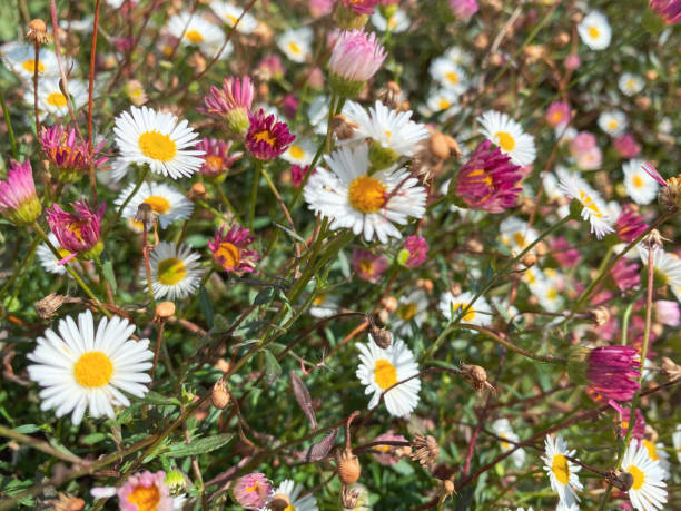 Mixed Erigeron Karvinskianus Flower Seeds – Heirloom, Non-GMO, High Germination Seeds