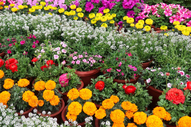 Mix Geranium Flower Seeds – Heirloom, Non-GMO, High Germination Seeds
