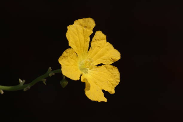 Yellow Oenothera Flower Seeds – Heirloom, Non-GMO, High Germination Seeds