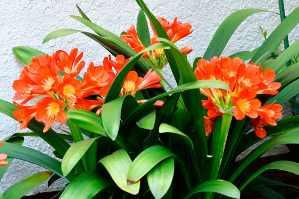 Orange Kaffir Flower Seeds – Heirloom, Non-GMO, High Germination Seeds