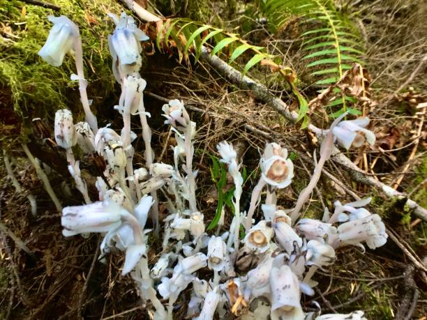 White Monotropa Uniflora Flower Seeds – Heirloom, Non-GMO, High Germination Seeds